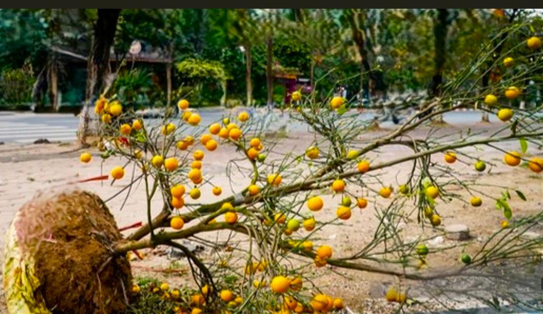 CÓ MỘT MÙA XUÂN BỊ BỎ RƠI BÊN LỀ PHỐ ...