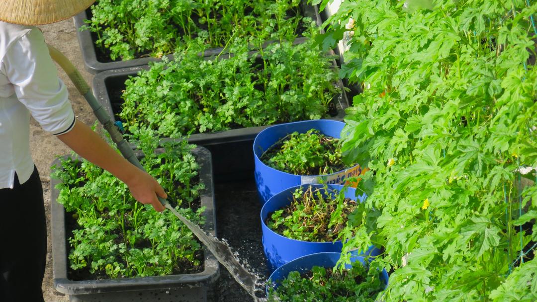 HẠT GIỐNG TÌNH YÊU