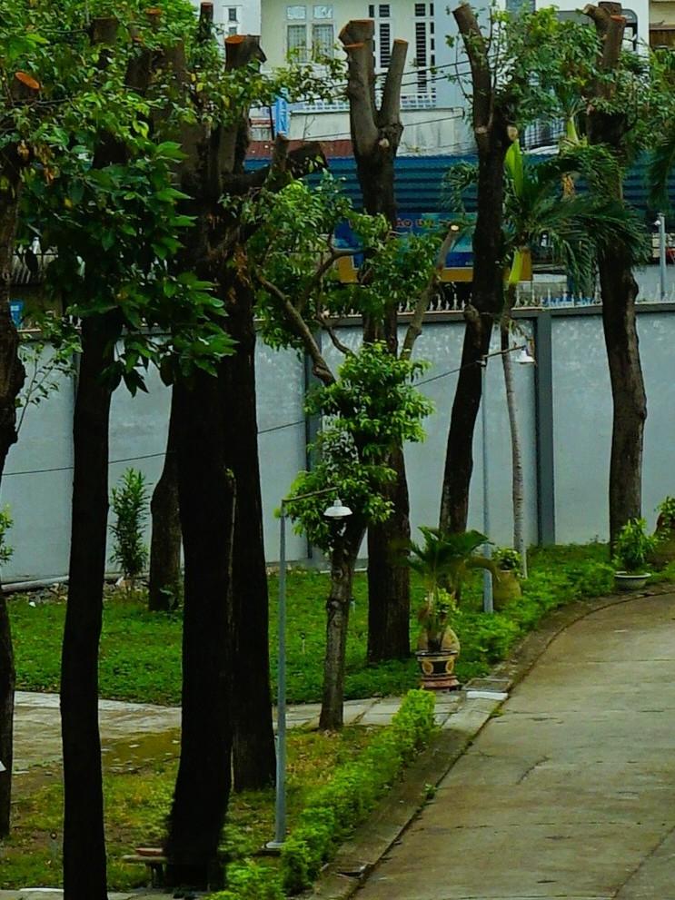 PHÍA SAU VẾT CƯA