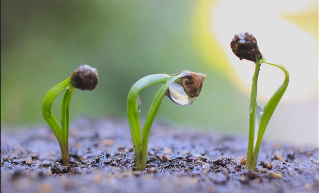 MÙA VỌNG MỚI GIEO HẠT TRÊN MIỀN ĐẤT ĐỨC TIN