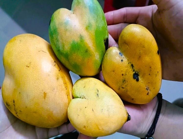 NHỮNG QUẢ XOÀI MANG HÌNH TRÁI TIM