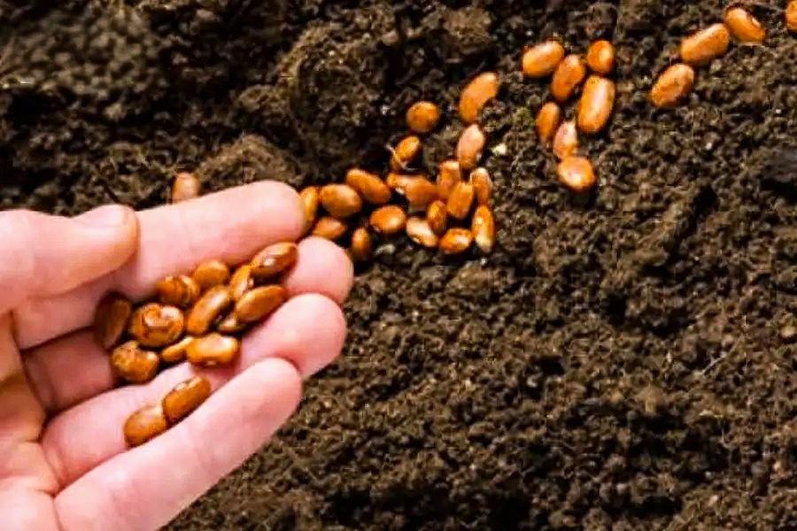 CHÚA BAN TẤT CẢ – CHÚNG TA CHỈ CẦN GIEO